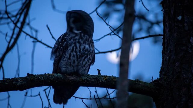 A large owl with patterned feathers perches on a branch at dusk, with the moon in the background. Branches frame the scene