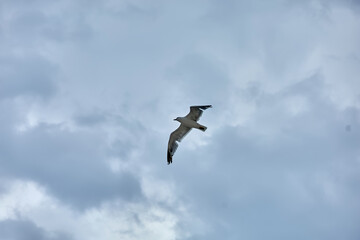 Obraz premium A single seagull flies gracefully across a cloudy sky, wings spread wide as it glides through the soft daylight. bird, sky