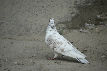 A single domestic pigeon with a distinctive white and brown plumage, standing on a sandy ground.