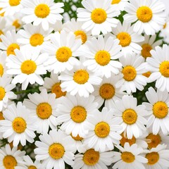 Fototapeta premium Close-up of many white daisies