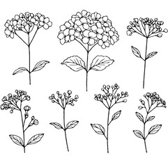 Set of outline hydrangea, leaves, doodle floral pattern. Hand drawn Botanical drawing. Detailed line art Rhododendron, Geranium illustration. Simple Stylized flowers. Elegant Black and White blossom	
