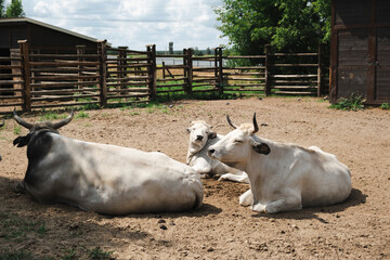 Three Hungarian Grey cattle resting on sandy ground inside a wooden corral on a sunny day. Traditional farm scene with rare livestock breed, calm atmosphere, and rural countryside background.