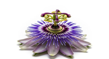 Obraz premium Passionflower isolated on white, with vibrant purple and green details