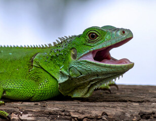 Fototapeta premium Vivid Green Iguana Portrait: Open Mouth Display on Weathered Wood Surface