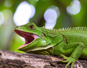 Fototapeta premium Vibrant Green Iguana with Open Mouth on Branch