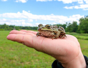 Obraz premium Close-up of a Frog Resting on a Human Hand with a Green Backdrop