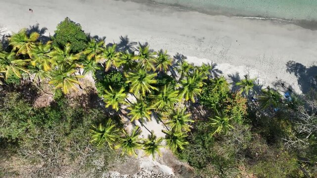 palmeras