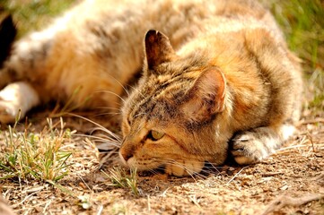 Fototapeta premium Domestic cat (Felis catus) - close-up wildlife style photo of a cat in natural light