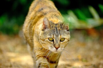 Domestic cat (Felis catus) - close-up wildlife style photo of a cat in natural light
