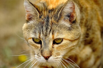 Domestic cat (Felis catus) - close-up wildlife style photo of a cat in natural light