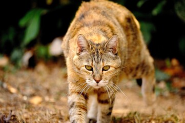 Domestic cat (Felis catus) - close-up wildlife style photo of a cat in natural light