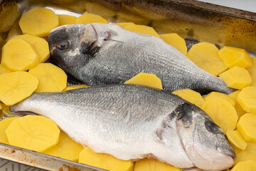Dorado fish on a baking sheet with potatoes. Whole raw seabream, gilt-head bream, dorada