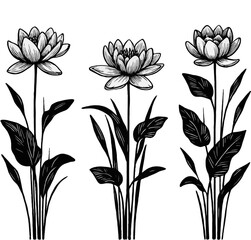 Hand drawn Collection lilies sketch, water lily buds flower, lotus Drawing set, flowers illustration outline Doodle, Floral botanical line art, leaves and stems engraving. 