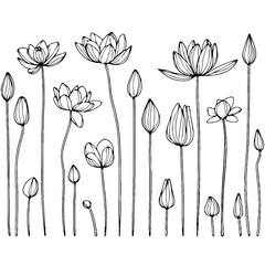 Hand drawn Collection lilies sketch, water lily buds flower, lotus Drawing set, flowers illustration outline Doodle, Floral botanical line art, leaves and stems engraving. 