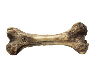 Dog chewing bone home animal image indoor close-up playful. Isolated on transparent background, png.