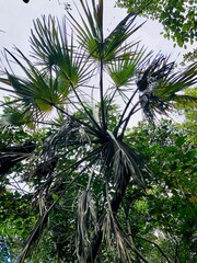 Naklejka premium Faune et flore de l'île de Mayotte