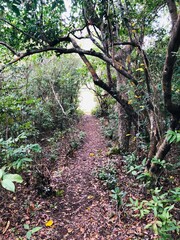 Faune et flore de l'île de Mayotte