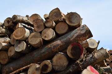 切り出された広葉樹の丸太