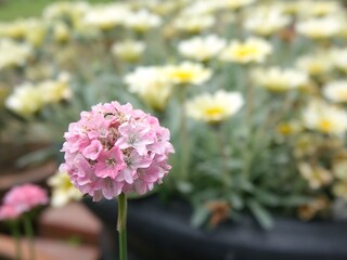 pink chrysanthemum flowers