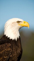 Obraz premium Bald eagle portrait against a clear sky