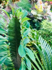 Faune et flore de l'île de Mayotte