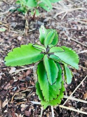 Faune et flore de l'île de Mayotte