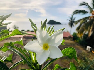Fototapeta premium Faune et flore de l'île de Mayotte