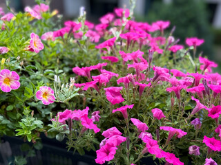 Vibrant pink calibrachoa bell flowers in decorative flower pot in urban balcony garden close up