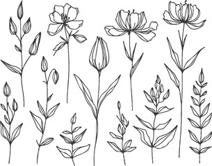 Meadow wild herbs Collection plants. Elegant Floral Hand Drawn Botanical. Flower illustration Doodle. Line art flowers, Buds Drawing Outline, grasses, stems, leaves Motif