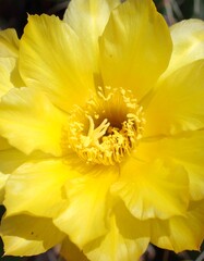 Close-up bright yellow flower