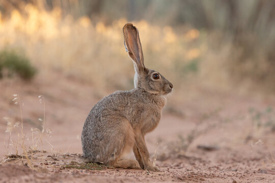 A jackrabbit with tattered ears sits very still, in the middle of a small dirt road in the desert of Southern Ut USA and the light from the setting sun just barely touches the grass in the background.