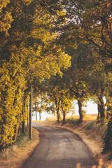 Charming country road lined with lush trees under the warm glow of a golden sunset in a tranquil rural setting