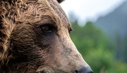 Fototapeta premium Close-up profile of a brown bear's head