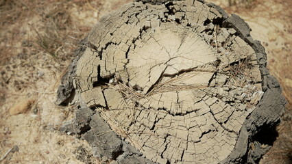 Cracked tree stump with visible annual rings and dry pine needles, symbolizing age, time, and...