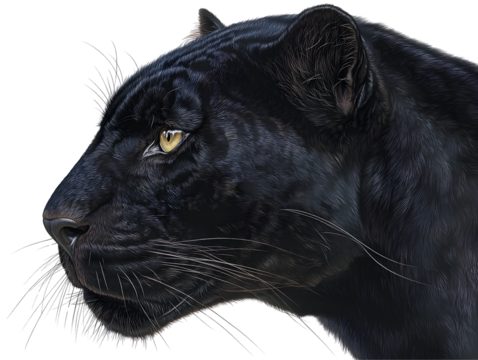  Side view black panther head isolated on transparent background