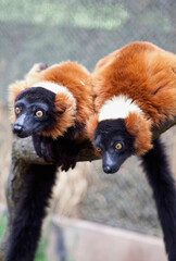 Black-and-White Ruffed Lemurs in Enclosure