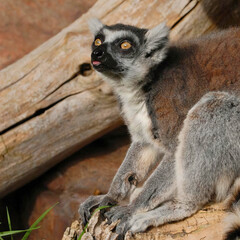 Ring-Tailed Lemur Lounging on Log