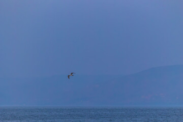 Fototapeta premium Twilight photo series of a seagull flying over the calm Sea of Galilee with distant mountains, peaceful atmosphere, and soft blue evening tones