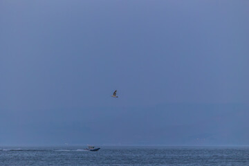 Twilight photo series of a seagull flying over the calm Sea of Galilee with distant mountains, peaceful atmosphere, and soft blue evening tones