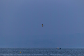 Naklejka premium Twilight photo series of a seagull flying over the calm Sea of Galilee with distant mountains, peaceful atmosphere, and soft blue evening tones