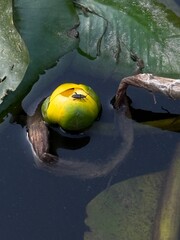 Waterlily in summer