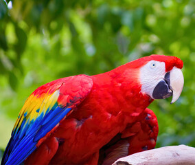 Scarlet Macaw in Tropical Aviary
