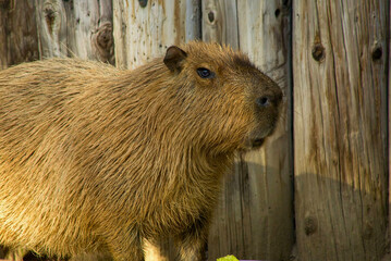 Capybara Beside Wooden Wall