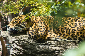 Leopard Resting on Tree Trunk
