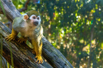 Squirrel Monkeys on Tree Branch
