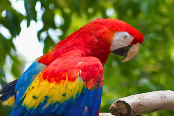 Scarlet Macaw Perched in Sunlight
