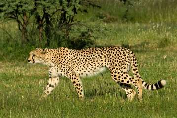 Cheetah Walking Through Grassland