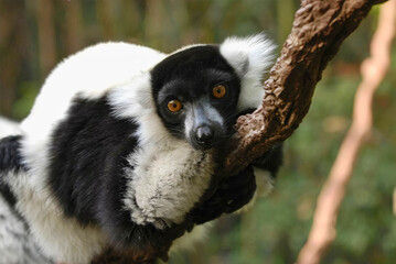 Ruffed Lemur Curled on Branch