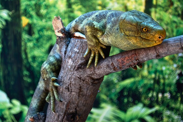 Green Iguana Resting on Branch