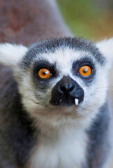 Ring-Tailed Lemur with Wide Eyes